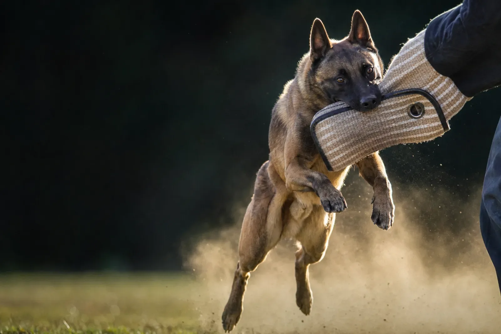 Quel chien choisir selon son mode de vie ?