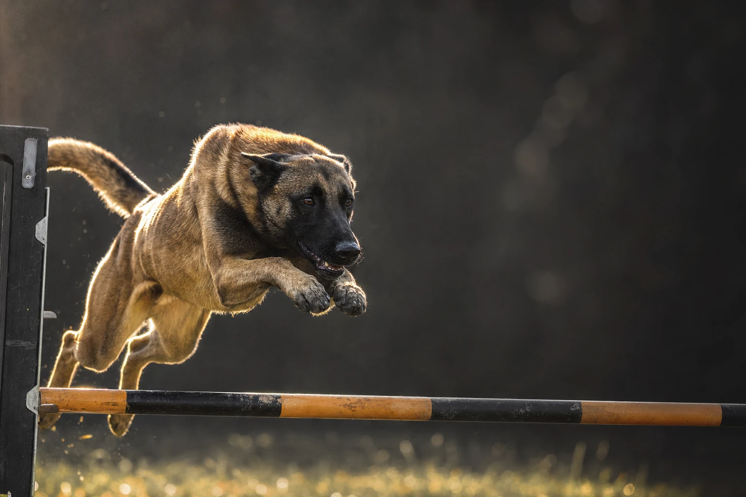 Image illustrative d'un Berger Belge Malinois sur un parcours d'agility