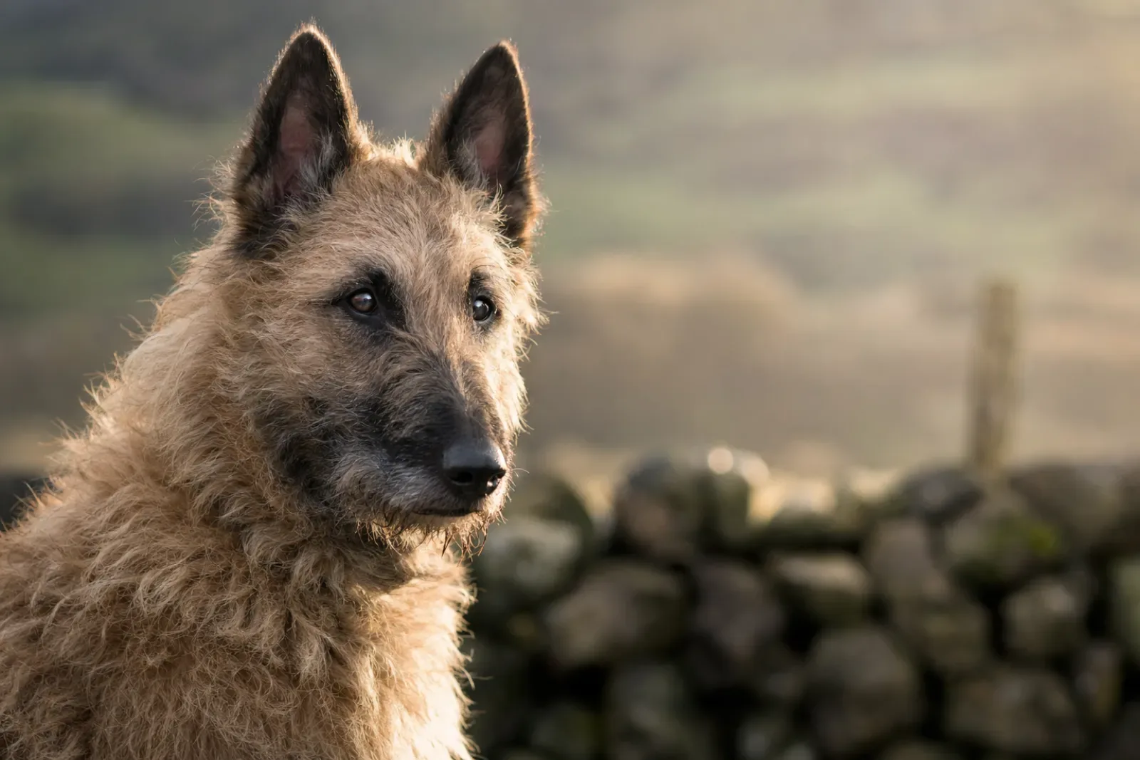 Chien : préparer l'arrivée d'un chiot