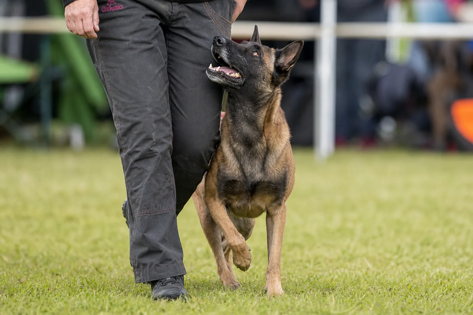 Image illustrative d'un Berger Belge Malinois en exercice de marche au pied