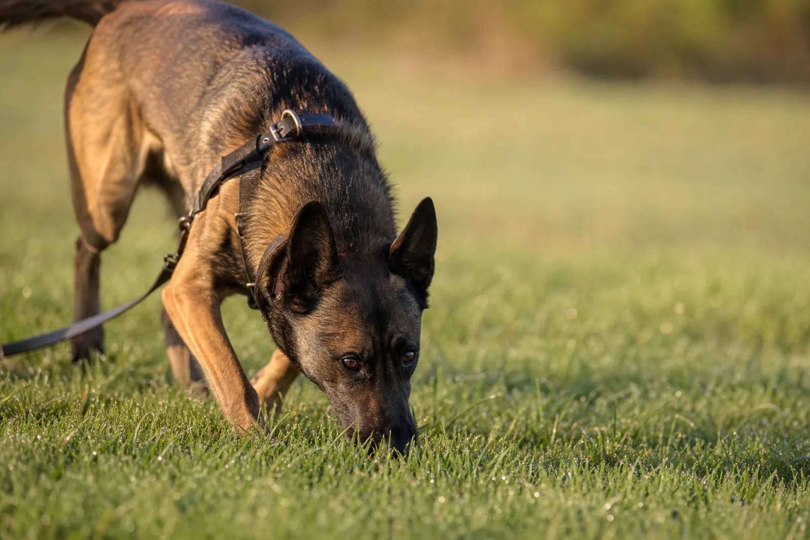 Image illustrative d'un Berger Belge Malinois en pistage sur une prairie